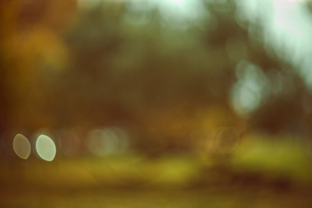 Blurred autumn background. Shady tree in the city park.の写真素材