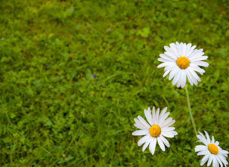Three white daisies. Natural green grass background. Blurred background. Copy space.の写真素材
