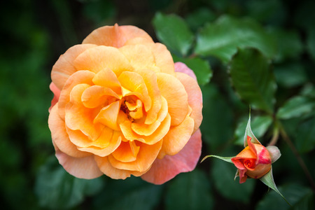 Salmon pink rose with a bud. Natural green blurred background.の写真素材