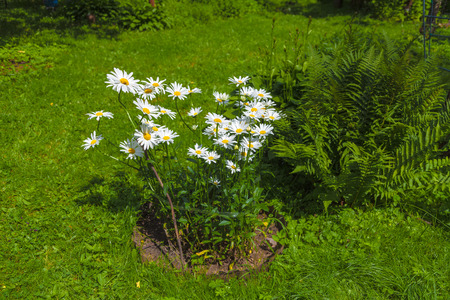 Bush of  white camomiles in a garden. Green grass and a big fern bush on a background.の写真素材
