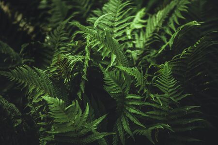 Beautiful green fern leaves. Fern bush. Night.の写真素材