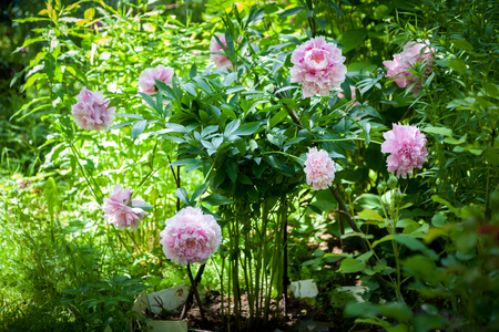 Bush of pink peonies in the garden. Sunny day.の写真素材