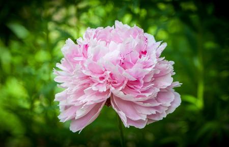 Head of a pink peony flower. Close up. Natural green background.の写真素材