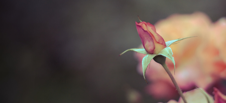 Yellow with red rose bud. Blurred dark background with yellow rose flower. Copy space. Panorama aspect ratio.の写真素材