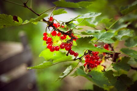 Branch of red currant with ripe red berries and green leaves. Blurred background.の写真素材