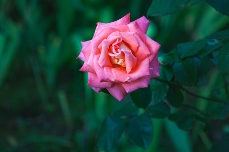 Single pink rose on a natural green blurred backgroundの写真素材