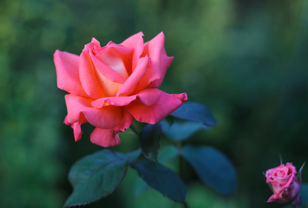 Beautiful pink rose and a bud on a green natural blurred backgroundの写真素材
