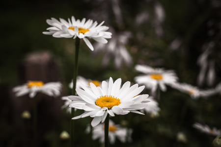 White camomiles on a natural background.  A lot of flowers and buds. One flower in focus. Dark photo.の写真素材