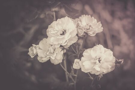 A bunch of light roses and buds. Rose bush. Natural blurred background. Black and white. Matte toned photo.の写真素材