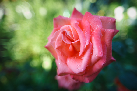 Pink rose with dew drops on petals. Natural green blurred background.の写真素材