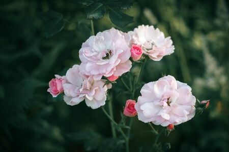 A bunch of pink roses and buds. Rose bush. Natural green background.の写真素材