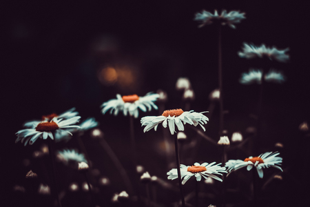 White camomiles on a natural background.  A lot of flowers and buds. One flower in focus. Dark toned photo.の写真素材