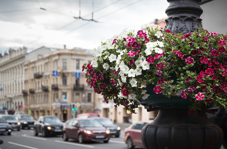Beautiful white and pink petunias in the hanging flower pot in the street. Blurred background.の写真素材