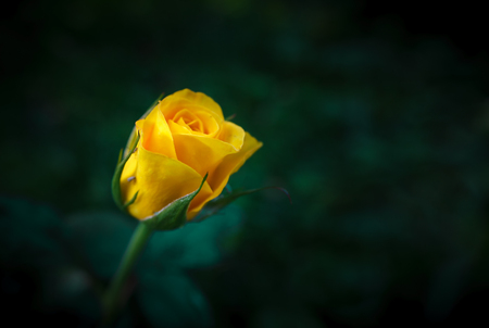 Yellow rose on a natural dark green background.の写真素材