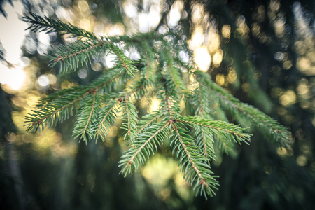 Spruce branch. Natural background. Solar glare between background branches.の写真素材
