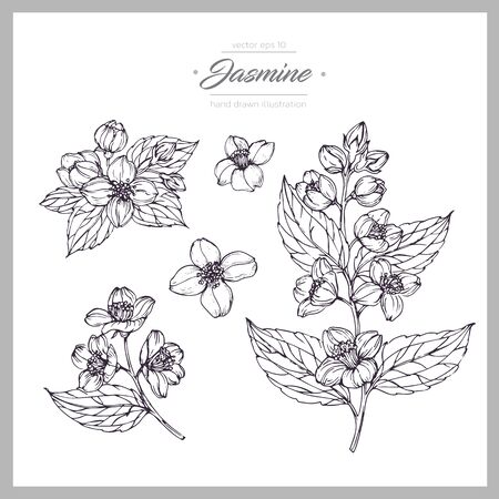 Hand drawn botanical illustration of jasmine. Vintage collection of medical herbs and plants. Vector hand-drawn sketch for cosmetics, labels, packages and textiles.のイラスト素材
