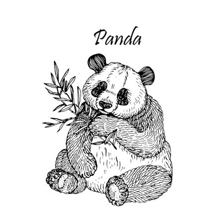 Hand drawing panda. Vector illustration in engraving style. Isolated. For postcards, posters, design.のイラスト素材