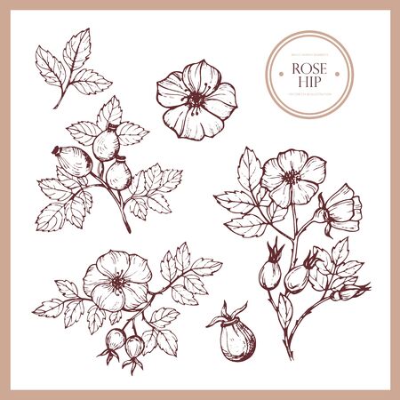 Hand drawn botanical illustration of rosehip. Vintage collection of medical herbs and plants. Vector hand-drawn sketch for cosmetics, labels, packages and textiles.のイラスト素材