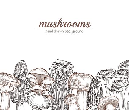 Vector hand drawn mushrooms background with place for text illustration. Mushroom food drawing.のイラスト素材