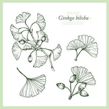Hand drawn botanical illustration of ginkgo biloba. Vintage collection of medical herbs and plants. Vector hand-drawn sketch for cosmetics, labels, packages and textiles.のイラスト素材