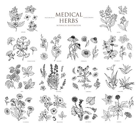 Vector hand drawn collection of medical herbs. Botanical set.Vintage design with herbal flowers illustration. Use for packing, postcard, textiles.のイラスト素材