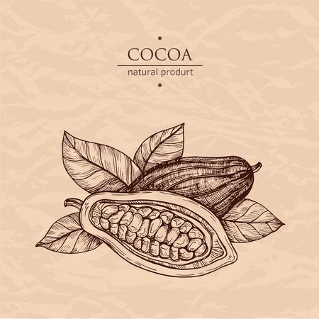 Hand drawn illustration cocoa. Vector scetch.Vintage illustration. Botanical illustration of engraved cocoa beans. Use for cosmetic package, shop, store, products, identity, branding, label.のイラスト素材