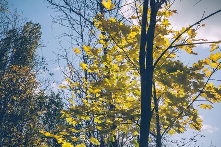 The last leaves on the branches of a tree on a sunny late autumn dayの写真素材