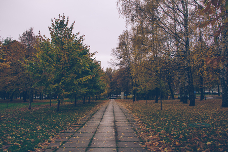 Autumn forest. Road among the autumn treesの写真素材