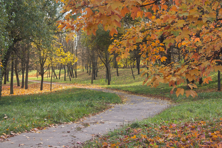 Autumn forest. Road among the autumn treesの写真素材