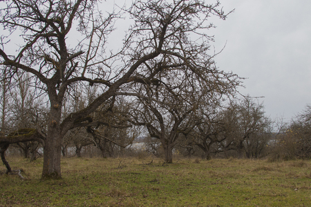 Old apple trees in autumn. Without leaves and fruits.の写真素材