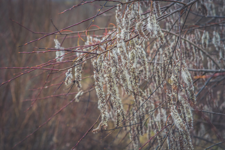 Dry plants in the field in the autumn cloudy dayの写真素材