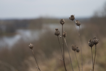 Dry plants in the field in the autumn cloudy dayの写真素材
