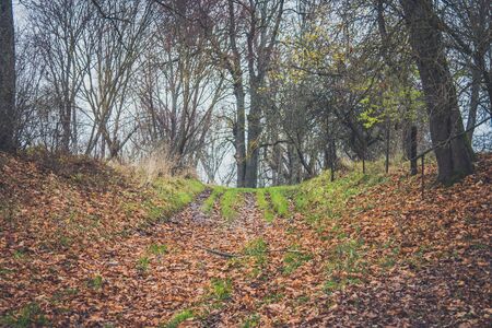 A path between the trees. Trees on a hill. Overcast. Fallen leaves.