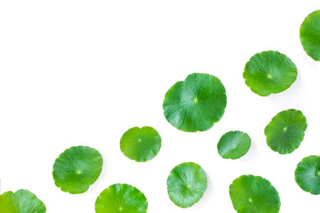 Gotu Kola leaves ( Asiatic pennywort, Indian pennywort, Centella asiatica ) isolated on white background . Top view. Tropical medical herbal plant concept. Copy space.の写真素材