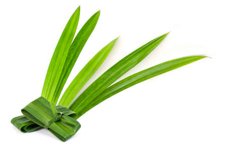 Fresh green pandan leaves ( Pandanus amaryllifolius come ) isolated on white background. Natural...