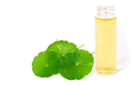 Closeup Gotu Kola leaves ( Asiatic pennywort, Indian pennywort, Centella asiatica ) and bottle of essential oil extract isolated on white background. Tropical medical herbal plant concept. Copy space.の写真素材