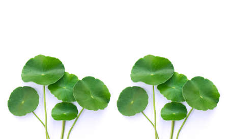 Closeup Centella asiatica leaves with water drops ( Asiatic pennywort, Indian pennywort, Gotu Kola )...