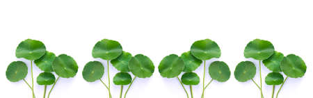Closeup Centella asiatica leaves with water drops ( Asiatic pennywort, Indian pennywort, Gotu Kola ) isolated on white background. Tropical medical herbal plant concept.の写真素材