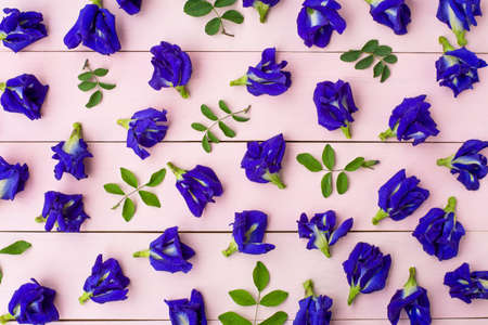 Butterfly pea flower or blue pea, clitoria ternatea and green leaf pattern texture background.の写真素材