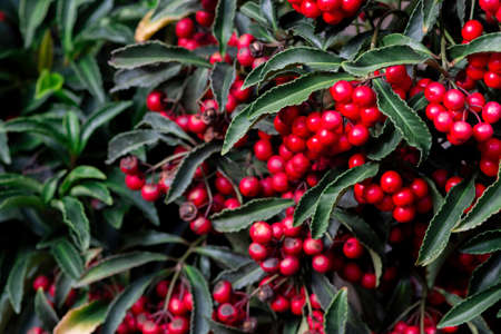 Fresh organic red Cranberry fruits on the tree. Selective focus.
