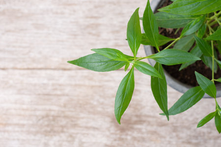Andrographis paniculata leaves ( Kariyat ) on wood table backgground. Thai herbal medicine plant concept.の写真素材