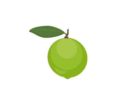 Fresh green lime fruit with green leaf isolated on white background. Icon vector illustration.のイラスト素材