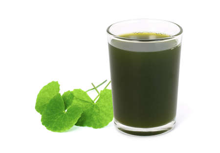 Glass of Gotu Kola juice tea with green leaves ( Asiatic pennywort, Indian pennywort, Centella asiatica ) isolated on white background. Tropical medical herbal plant, healthy drinks conceptの写真素材