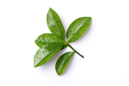 Citrus leaves with water droplets isolated on white background, top view, flat lay.