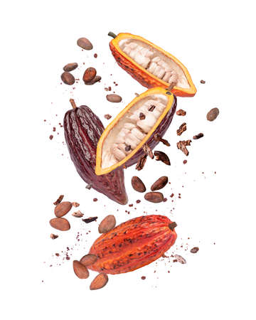 Cocoa fruit and cocoa beans isolated on a white background.の写真素材