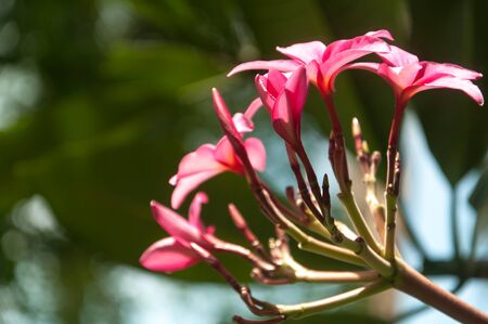 Orchid in the singapore parkの写真素材