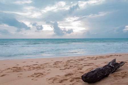Wooden log on the sea shore sea beachの写真素材