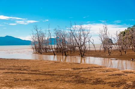 Muddy Sea and dried tree - On the way to Bako National Park - Borneo , Sarawak Malaysiaの写真素材