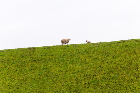 baby lamb drinking milk from mother sheepの写真素材