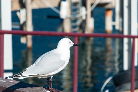 Sea Gull bird next to Lake Wakatipu in Queenstown, New Zealandの写真素材